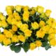 Happy Mother’s Day and Thank You!