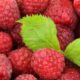 Sweet Raspberries!