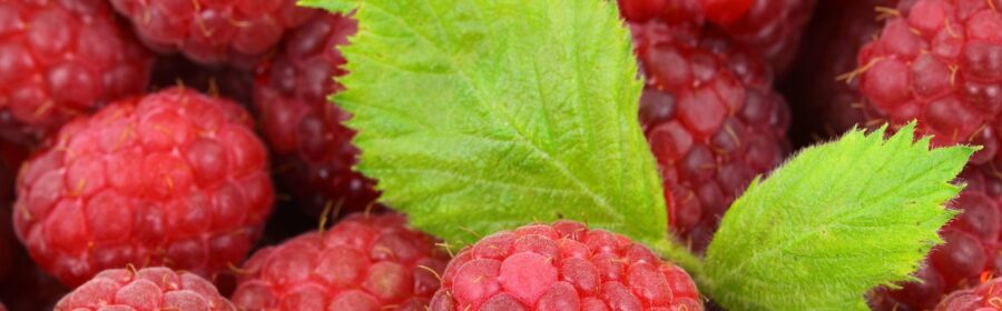 Sweet Raspberries!