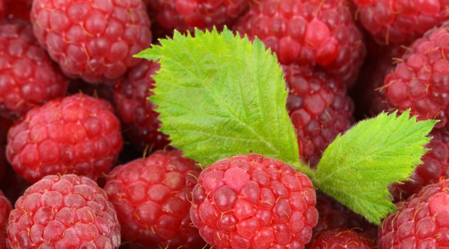Sweet Raspberries!